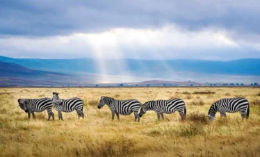 five zebras ngorongoro scaled