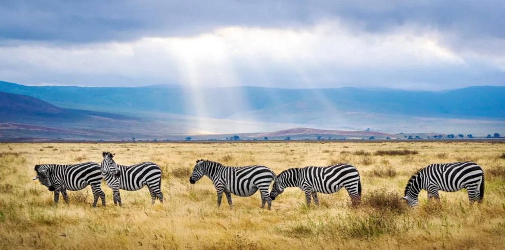 five zebras ngorongoro scaled