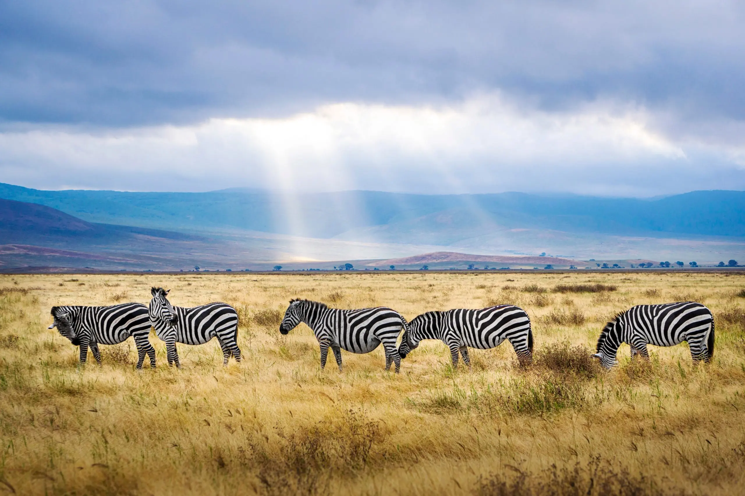 five zebras ngorongoro scaled