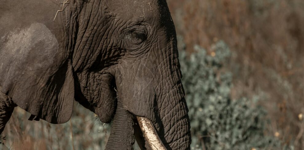 pexels amani allan 2147911089 29831526