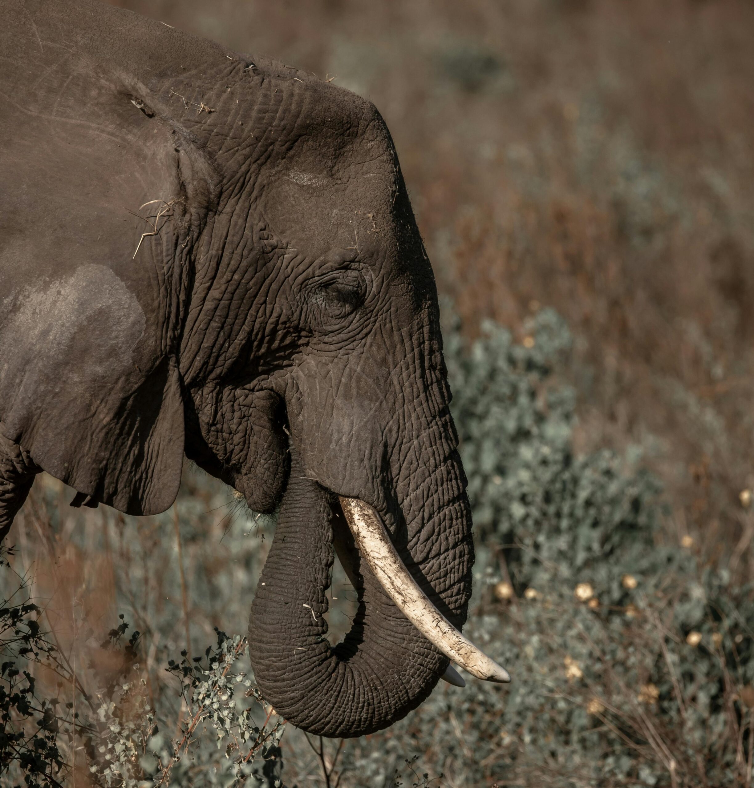 Tanzania Safari Adventures