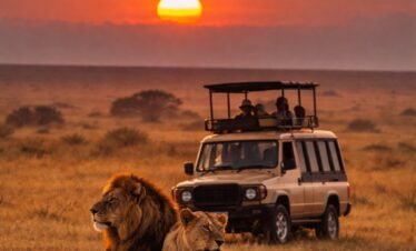 Serengeti Safari