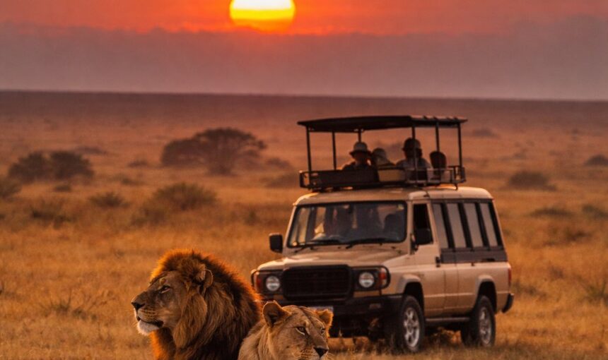 Which Tanzania Tour Operator Is Best for Safari?