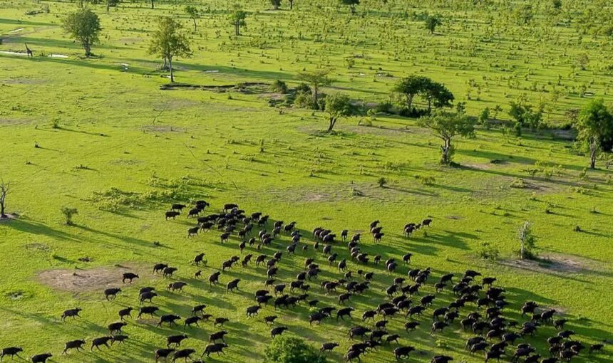 Which Safari Park Is Best in Tanzania?