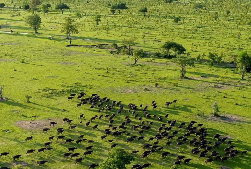 Ngorongoro Creator Tours