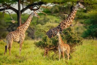Travel Blogs Tarangire National Park