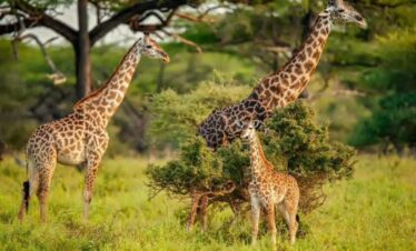Tarangire National Park