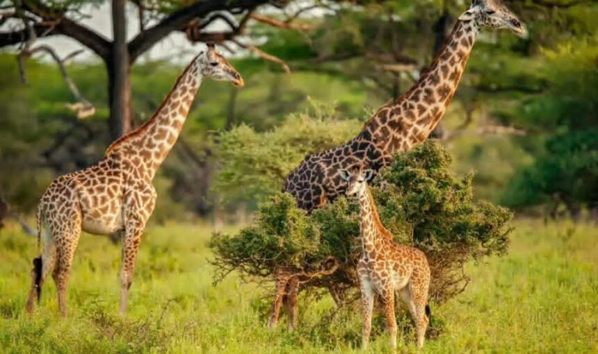How Much Does an African Safari Cost in Tanzania?