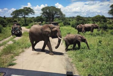 Travel Blogs Tarangire