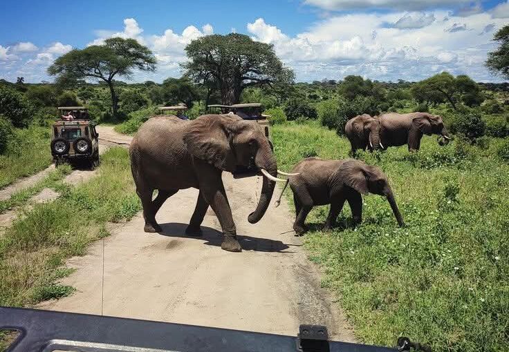 How Much Does a 7 Days Safari Cost in Tanzania?