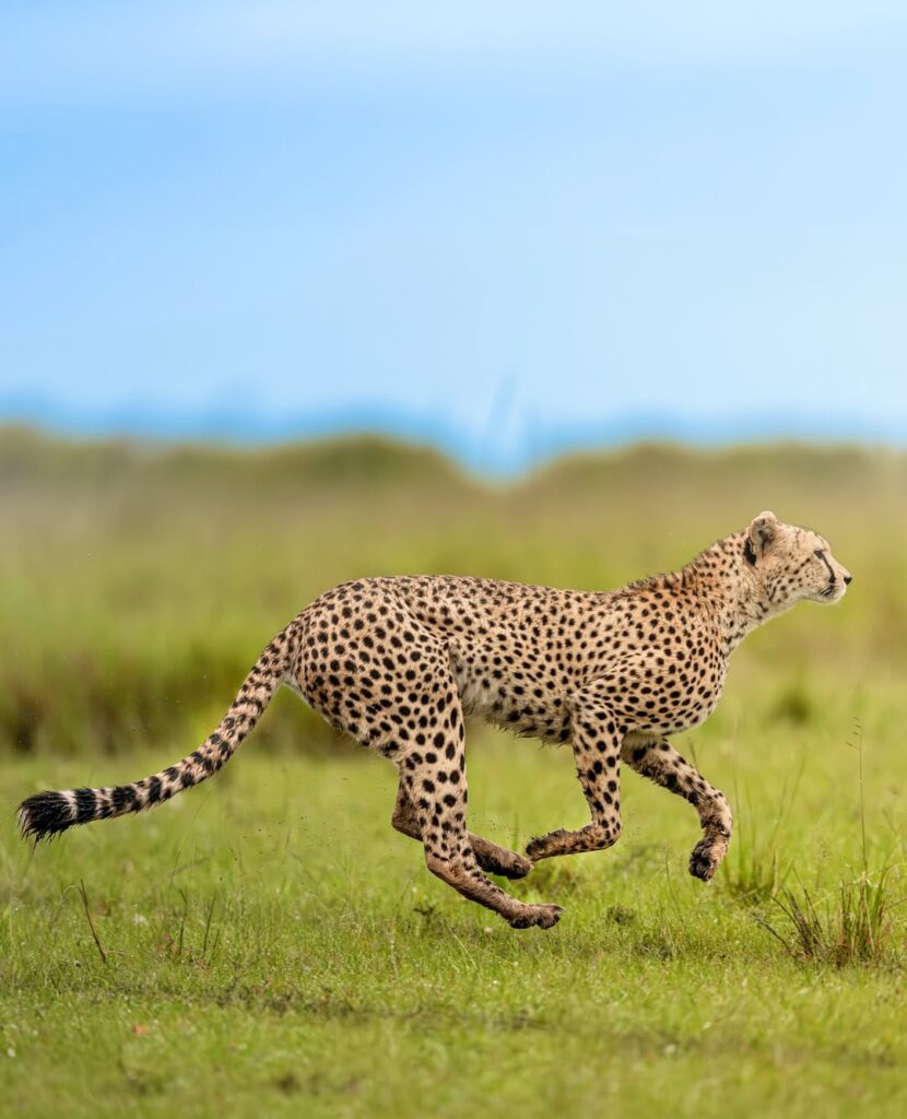 Which Tanzania Safari Is Best for You? 1000106351