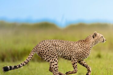 Travel Blogs 1000106351