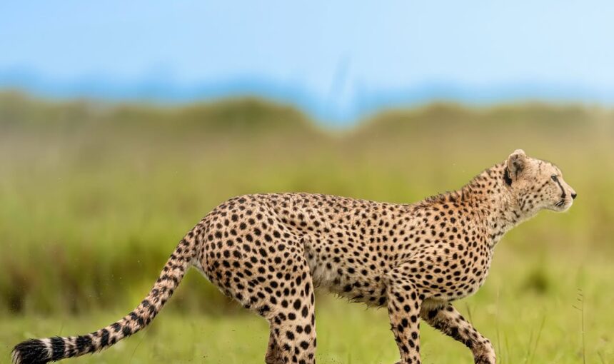 How Many Days Do You Need for a Tanzania Safari in 2026?