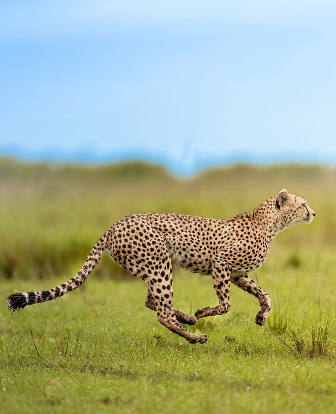 How Many Days Do You Need for a Tanzania Safari in 2026? 1000106351