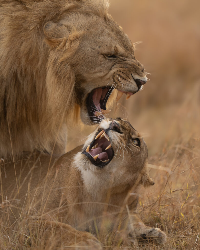Which Tanzania Safari Is Best for You? email ontargetsafari gmail.com whatsap 255743644174 william💸💸🇹🇿🇺🇸 america usa uk adventure safari(jpeg) 6