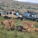 Which Tanzania Safari Is Best for You? Serengeti National Park