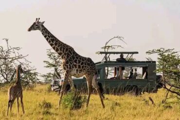 Serengeti Safari