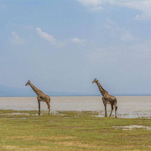 giraffe, safari, africa, animal, wildlife, mammal, nature, neck, wilderness, african, tanzania, manyara, lake, manyara, manyara, manyara, manyara, manyara