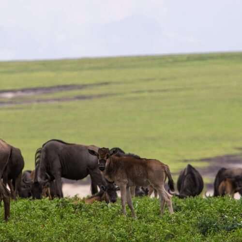 ngorongoro conservation area, tanzania, wildebeeste, nature, africa, park, travel, landscape, wildlife, ngorongoro, ngorongoro, ngorongoro, ngorongoro, ngorongoro, ngorongoro