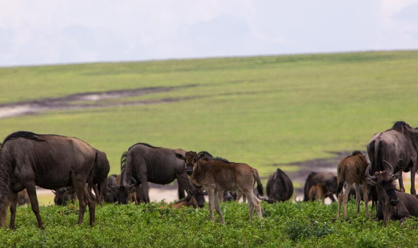 ngorongoro conservation area, tanzania, wildebeeste, nature, africa, park, travel, landscape, wildlife, ngorongoro, ngorongoro, ngorongoro, ngorongoro, ngorongoro, ngorongoro
