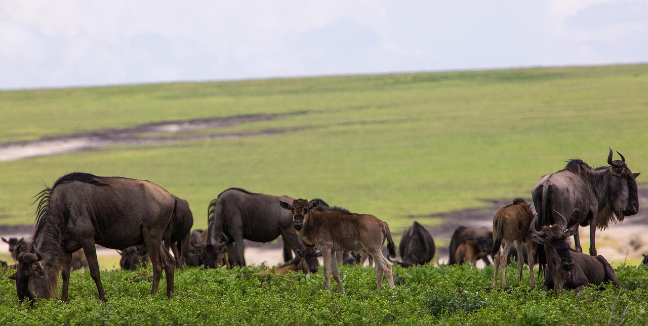 ngorongoro conservation area, tanzania, wildebeeste, nature, africa, park, travel, landscape, wildlife, ngorongoro, ngorongoro, ngorongoro, ngorongoro, ngorongoro, ngorongoro