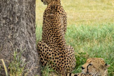 Travel Blogs cheetah, safari, animal, africa, nature, predator, pet, wildlife, cat, serengeti