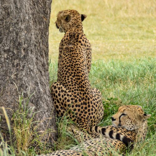 cheetah, safari, animal, africa, nature, predator, pet, wildlife, cat, serengeti