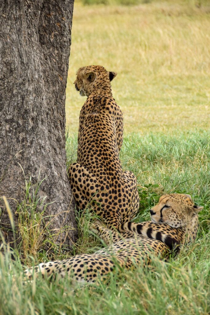 cheetah, safari, animal, africa, nature, predator, pet, wildlife, cat, serengeti