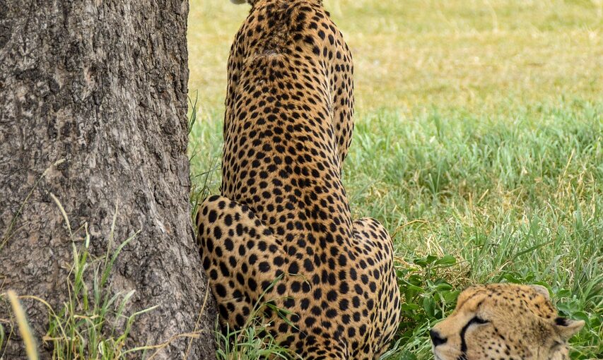 Ultimate Serengeti Safari Guide for 2026 Ultimate Serengeti Safari Guide for 2026