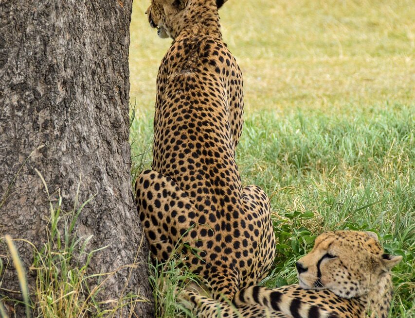 cheetah, safari, animal, africa, nature, predator, pet, wildlife, cat, serengeti