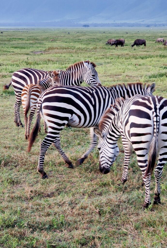 serengeti, zebra, africa, tanzania, safari