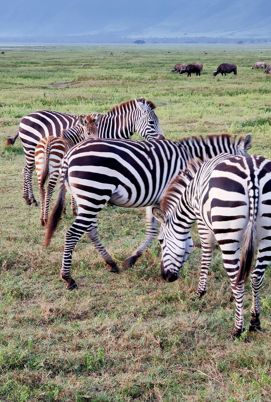 serengeti, zebra, africa, tanzania, safari