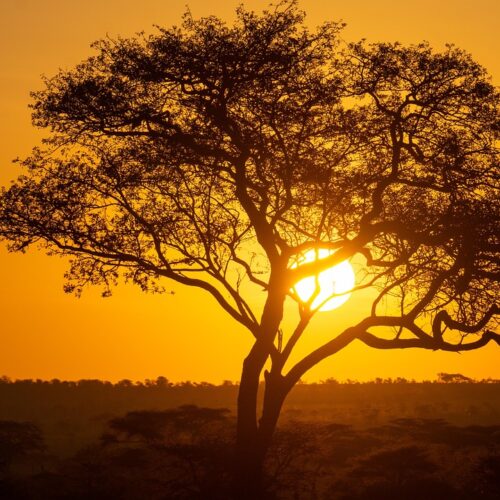 tree, tanzania, landscape, nature, sundown, serengeti, africa, serengeti, serengeti, serengeti, serengeti, serengeti
