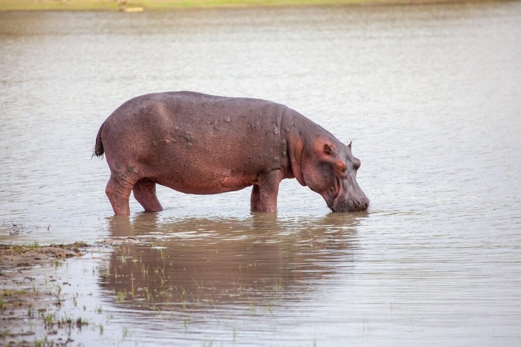 hippo, hippopotamus, lake, africa, nature, tanzania, safari, wildlife, animals, wild animals