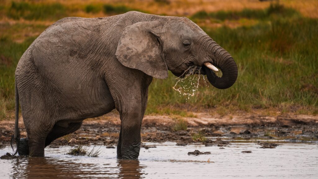 A majestic African elephant drinks water from a muddy waterhole in Tanzania's wilderness.