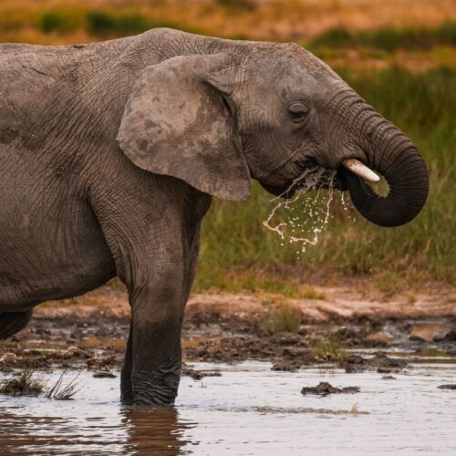 A majestic African elephant drinks water from a muddy waterhole in Tanzania's wilderness.