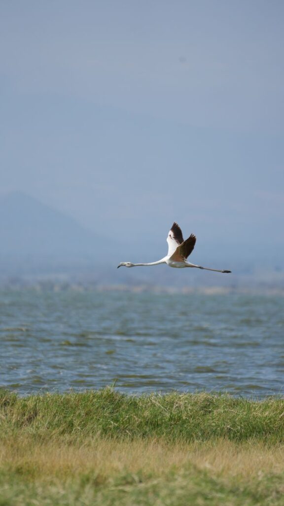 A lone flamingo flying gracefully above a lake in Kenya, captured in serene natural beauty.