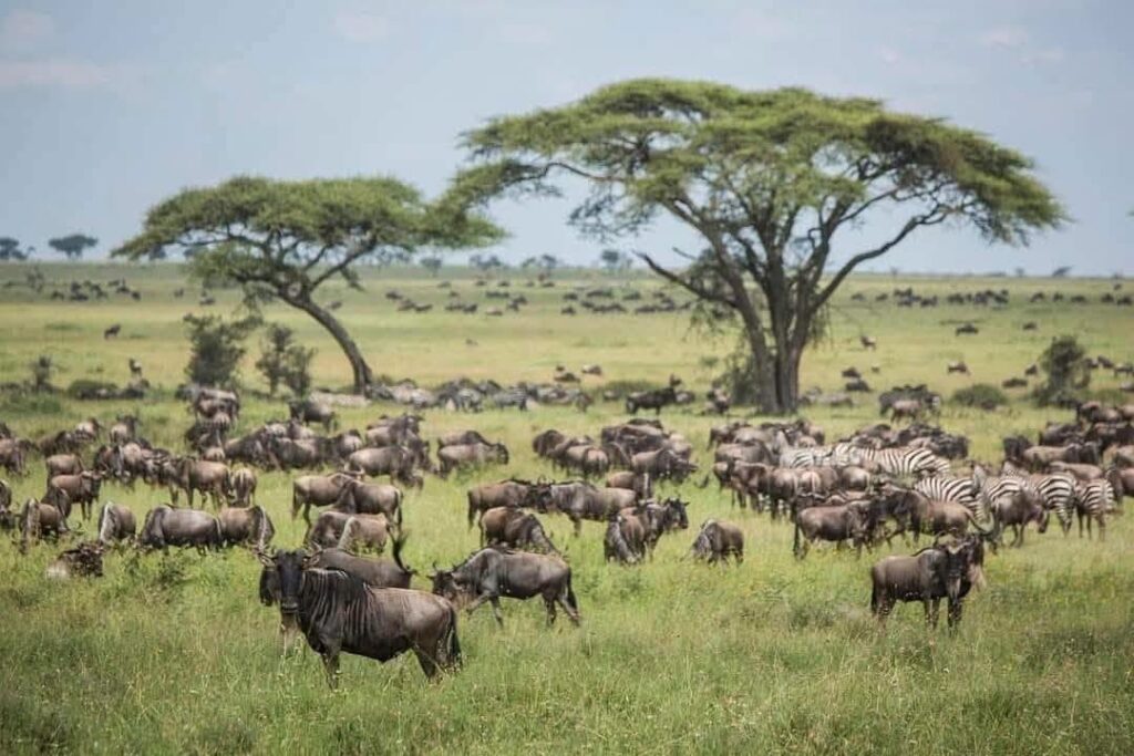 wilds