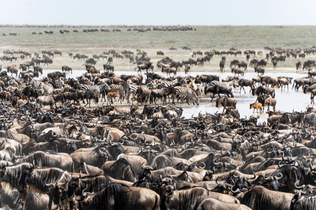 Which Tanzania Safari Is Best for You? Vast herd of wildebeests and zebras during migration in Mara, Tanzania, showcasing wildlife diversity.